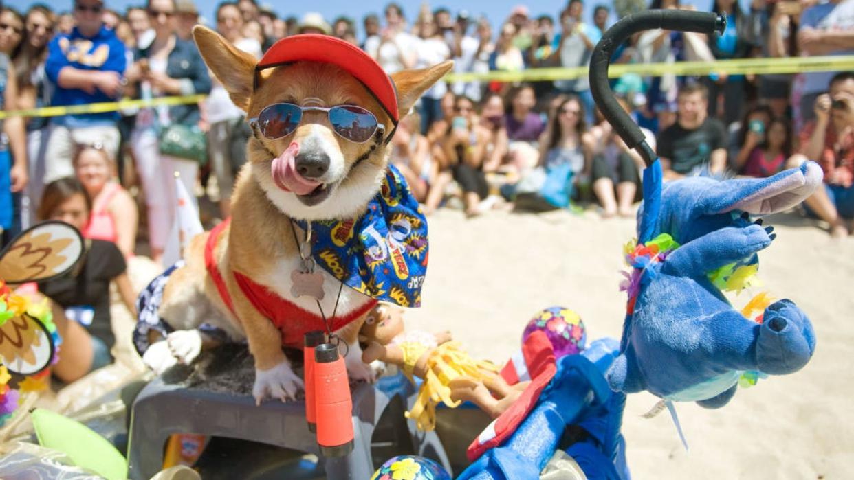 <div>HUNTINGTON BEACH, CA - APRIL 11: No need for panic, JoJo the lifeguard is on the scene during the Southern California Corgi Beach Day. He was taking part in the costume contest with owners Ryan and Josephine Heard. ///ADDITIONAL INFORMATION: √ê MINDY SCHAUER, ORANGE COUNTY REGISTER √ê shot 041115 CorgiBeachDay.0412 Southern California Corgi Beach Day with more than 500 low-legged caninesexpected to attend in Huntington Beach. The event includes a meet and greet, costume contest, limbo contest, and more fun than fetching a stick. (Photo by Mindy Schauer/Digital First Media/Orange County Register via Getty Images)</div>