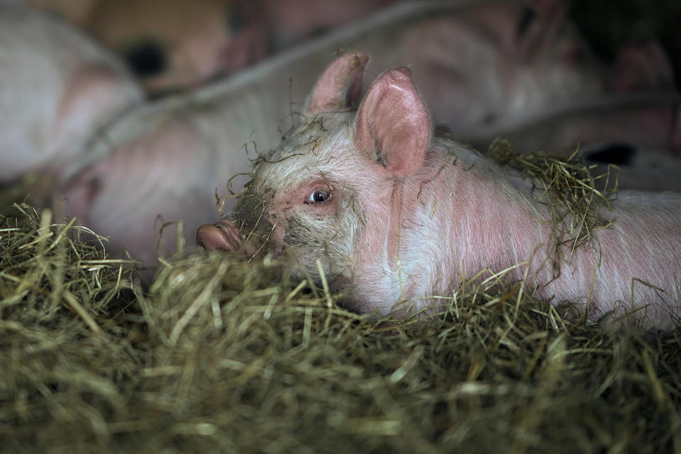 PENKRIDGE, STAFFORDSHIRE - APRIL 15: Piglets rest in their sty at Lower Drayton Farm on April 15, 2020 in Penkridge, Staffordshire. Agricultural operations in the UK have been able to continue work amid the quarantine restrictions imposed to control the spread of COVID-19. Many segments of the agricultural industry are worried about the supply of farm labour given the extensive travel bans across Europe, although special charter flights have started to import foreign workers to the UK. (Photo by Christopher Furlong/Getty Images)