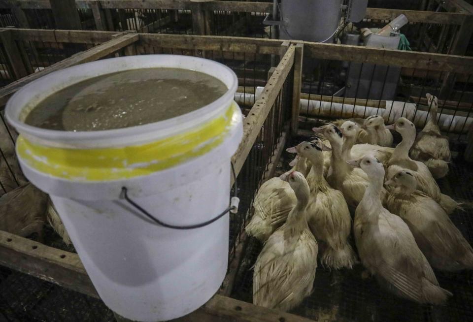 CORRECTS TO HUDSON VALLEY FOIE GRAS INSTEAD OF HIDDEN VALLEY FOIE GRAS In this July 18, 2019 photo, a bucket containing a feed mixture of mainly corn and soybean is placed at a cage of 12-15 week-old ducks that are about to be force-fed the mixture at Hudson Valley Foie Gras duck farm in Ferndale, N.Y. A New York City proposal to ban the sale of foie gras, the fattened liver of a duck or goose, has the backing of animal welfare advocates, but could mean trouble for farms outside the city that are the premier U.S. producers of the French delicacy. (AP Photo/Bebeto Matthews)