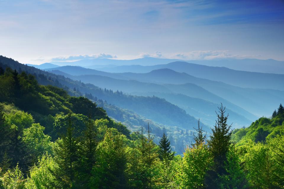 Great Smoky Mountains National Park has been described as the “salamander capital of the world,” home to at least 31 distinct species of salamanders.