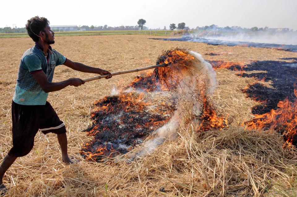 A farmer burns paddy stubble at a farm on the outskirts of Amritsar, Friday, 25 September 2020. The pollution and smokey haze around the adjoining states of Punjab and Haryana, especially New Delhi has been linked with stubble burning and is said to be a contributing factor for increasing air pollution.