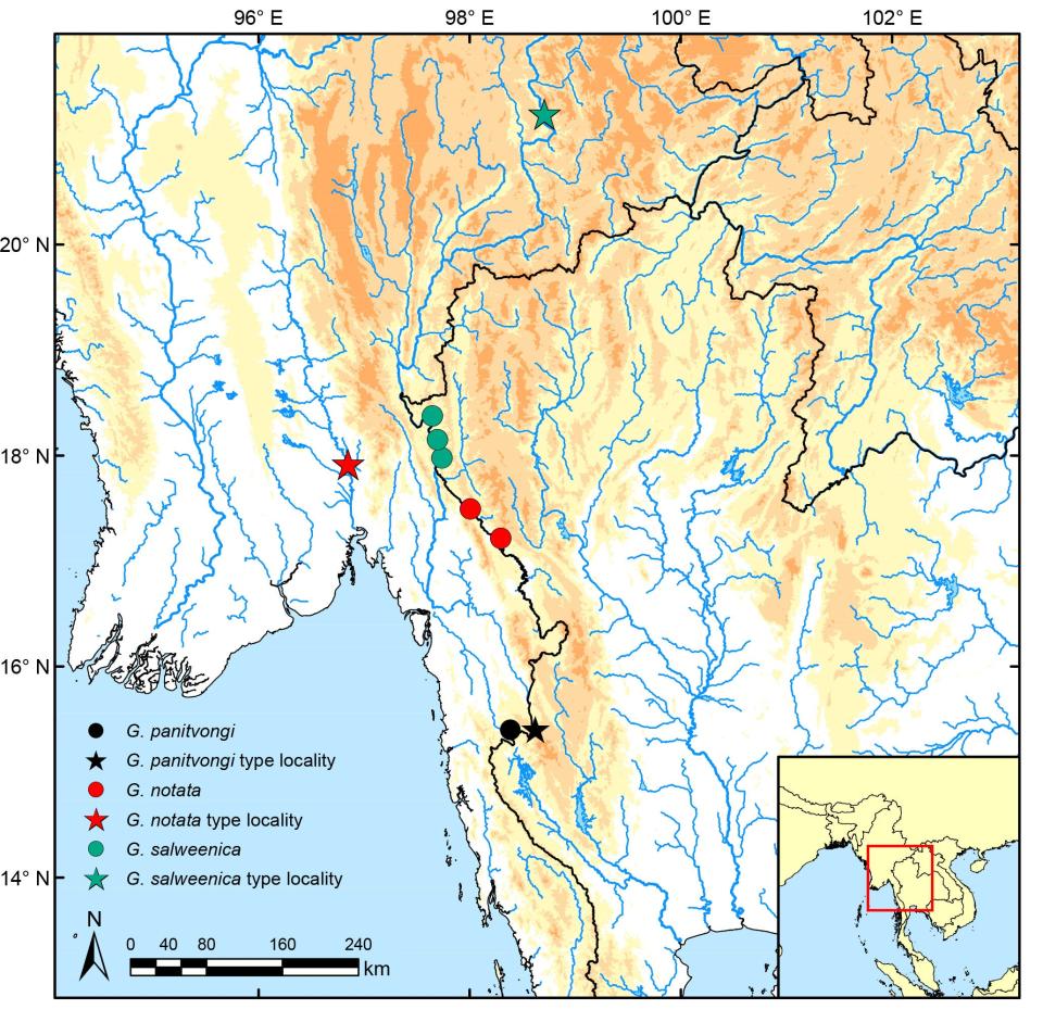 Populations of redtail garra appear to be restricted to a small river basin that crosses the border between Thailand and Myanmar.