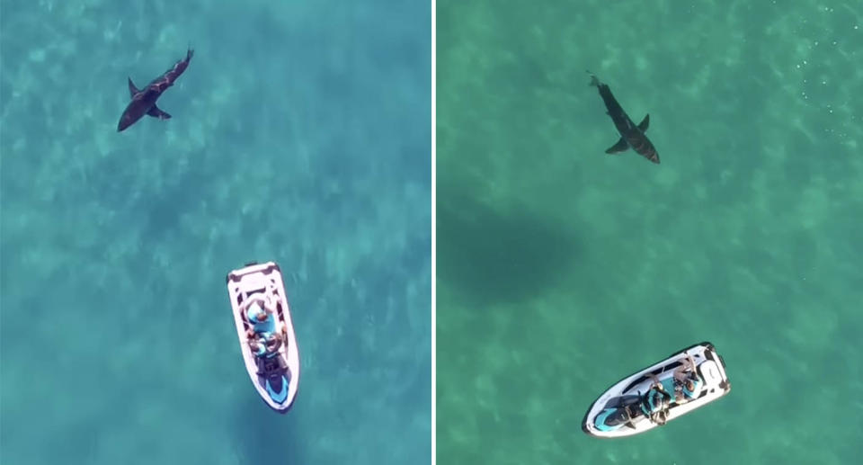 Drone footage shows a great white shark approaching a jet ski off the Sydney coast, coming within metres of the vessel.