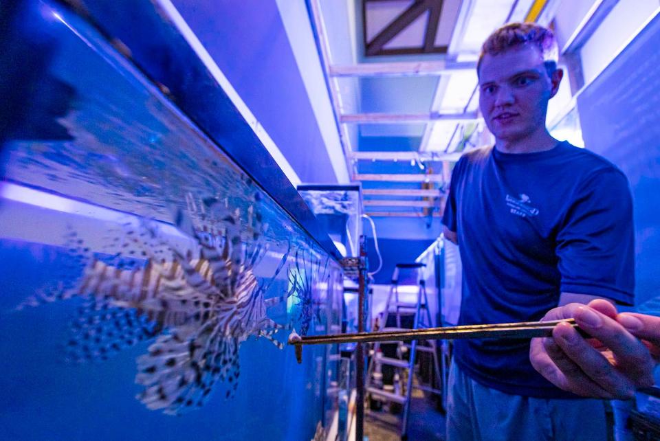 Carter Viss entices a lion fish with a piece of food at Loggerhead Marinelife Center. Carter caught the fish snorkeling last year before he was injured by a passing boat near the Breaker's Reef on Thanksgiving Day 2019.