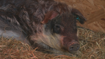 With Huey and Lewis, Albert Co. farmer is trying to save rare pig species