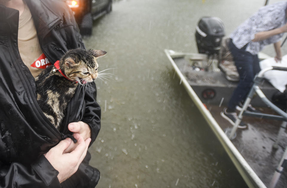 Levi Kelley's cat, named Cat, meows as Kelley shelters him from the rain with his jacket. as the two were rescued from their RV after water trapped them in Sept. 19, 2019, in Vidor, Texas, following flooding from Tropical Depression Imelda. (Photo: Ryan Welch/The Beaumont Enterprise via AP)