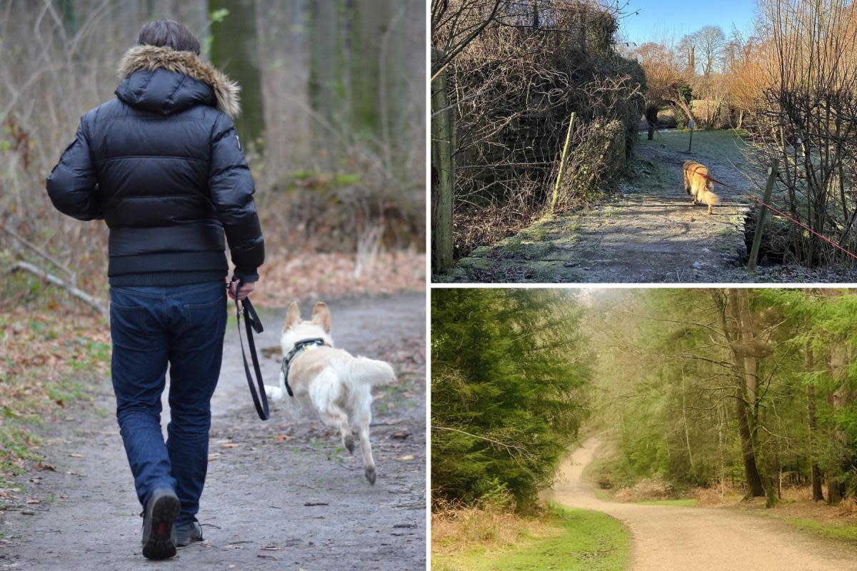 Hampshire has a number of great dog walks with a mixture of lengths <i>(Image: Jade Webb/Marta Feriancova/AllTrails/Canva)</i>