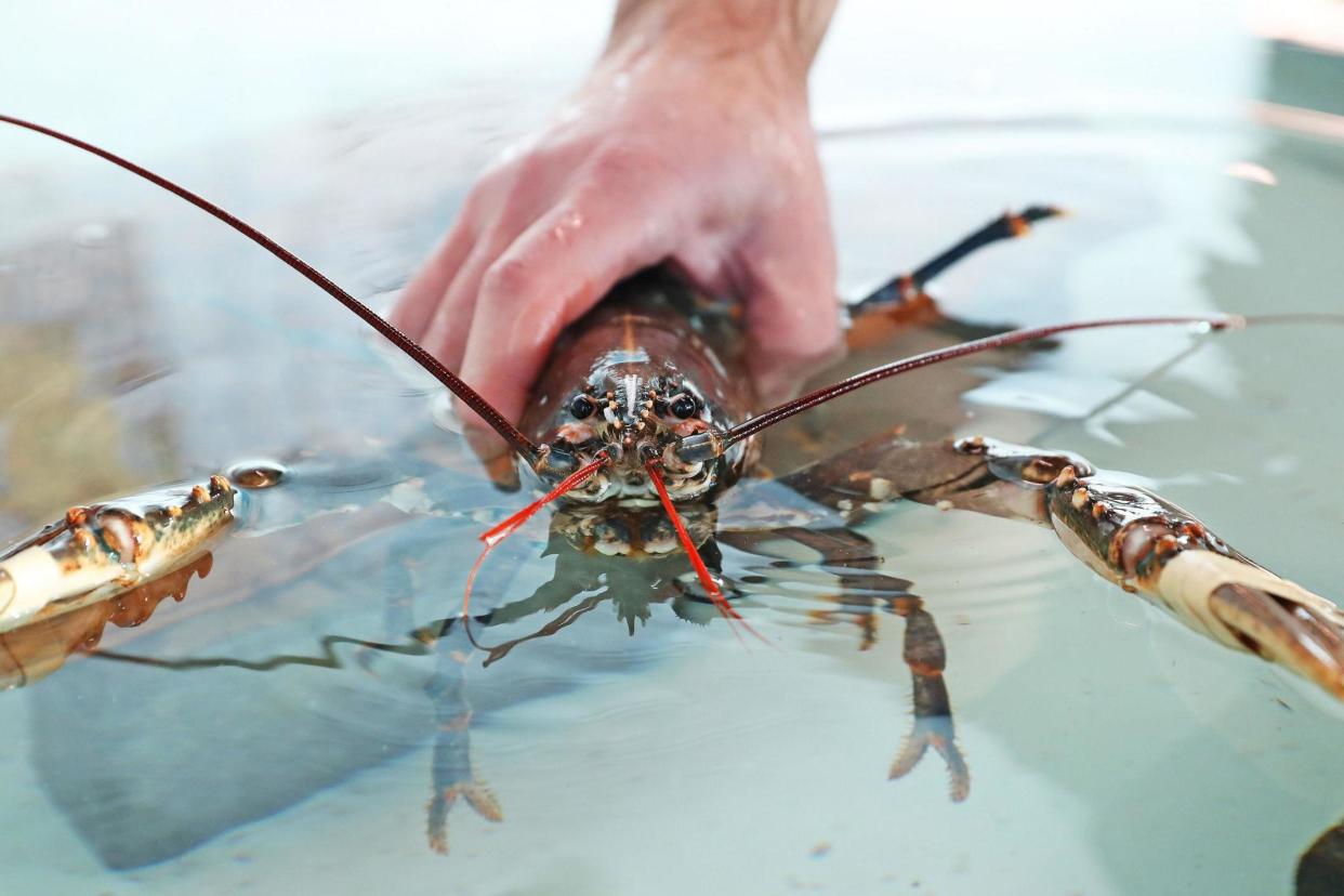 A file image of a lobster. A US restaurateur laced one with cannabis in order to make its death more 'humane': Owen Humphreys/PA