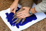 SYDNEY, AUSTRALIA - JUNE 27: 'Tuka' the komodo dragon leaves a paint print on a canvas at Taronga Zoo on June 27, 2012 in Sydney, Australia. Taronga and Western Plains Zoo today pledged a a new elephant conservation project in Thailand and animals at Taronga made their pledge by dipping their feet and hands in paint and smudging them on canvas. (Photo by Cameron Spencer/Getty Images)