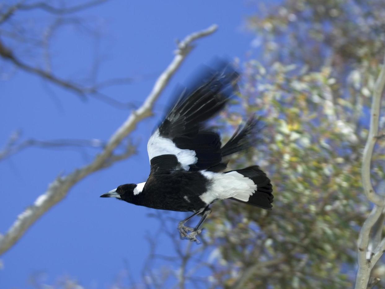 Australian magpies have similar colouring to their European namesakes, but are not closely related: Getty