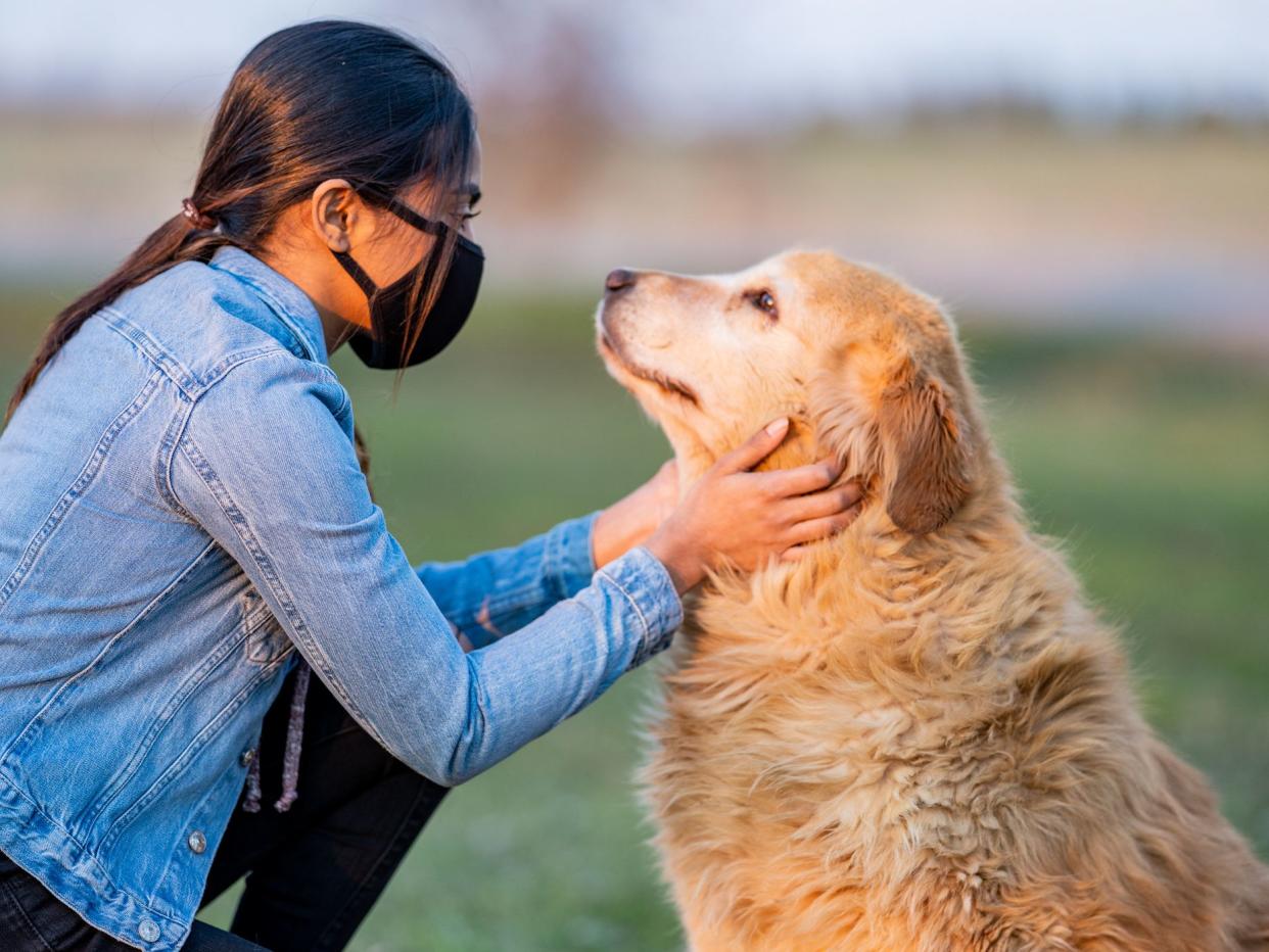 Middle Eastern teen playing with golden retriever outside while wearing a mask.