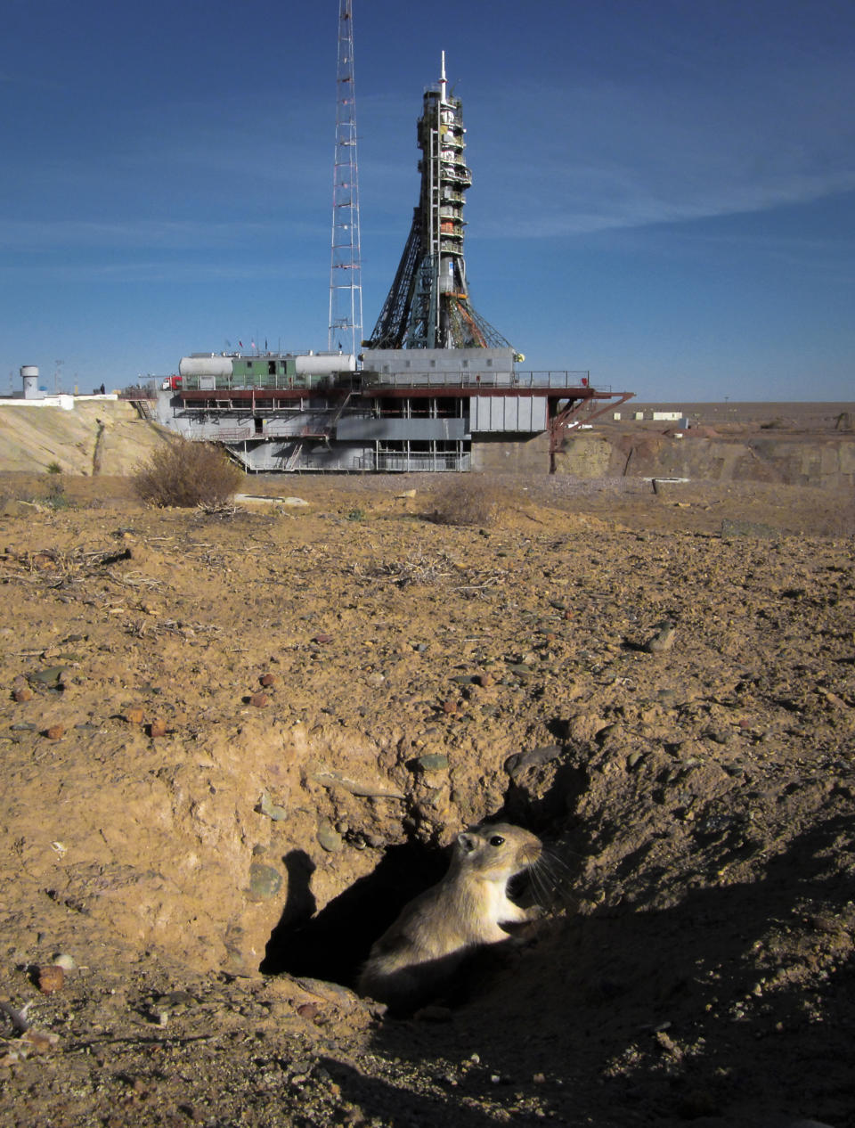 A gerbil comes out of a hole a few hours prior to the launch of the Soyuz MS-10 space ship carrying a new crew to the International Space Station, ISS, at the Russian leased Baikonur cosmodrome, Kazakhstan, Thursday, Oct. 11, 2018. Two astronauts from the U.S. and Russia were safe Thursday after an emergency landing in the steppes of Kazakhstan following the failure of a Russian booster rocket carrying them to the International Space Station. (AP Photo/Dmitri Lovetsky)