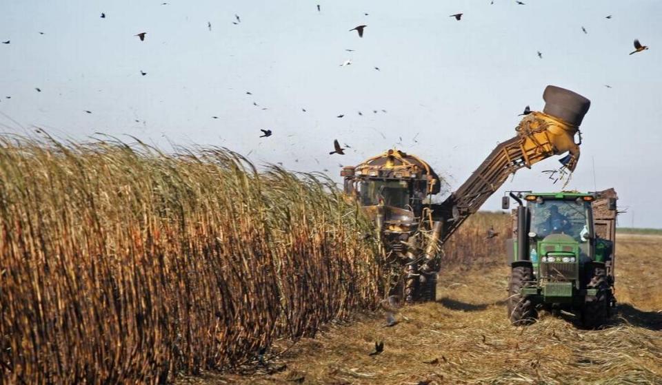Birds fly from the front of sugar cane harvester in U.S. Sugar’s fields in Clewiston in this photo from 2008.
