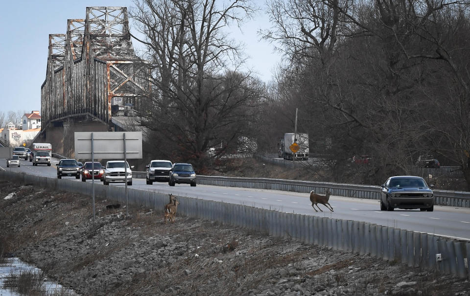 Deer near the U.S. 41 twin bridges in 2019.