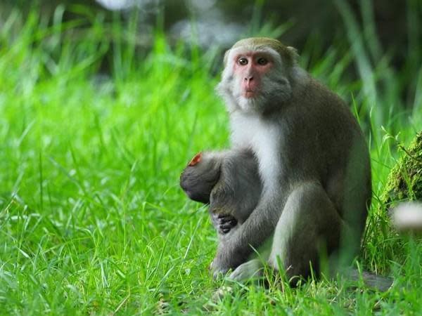 喪子母猴抱著小猴屍5天4夜，畫面令人不捨。（玉山國家公園管理處提供）