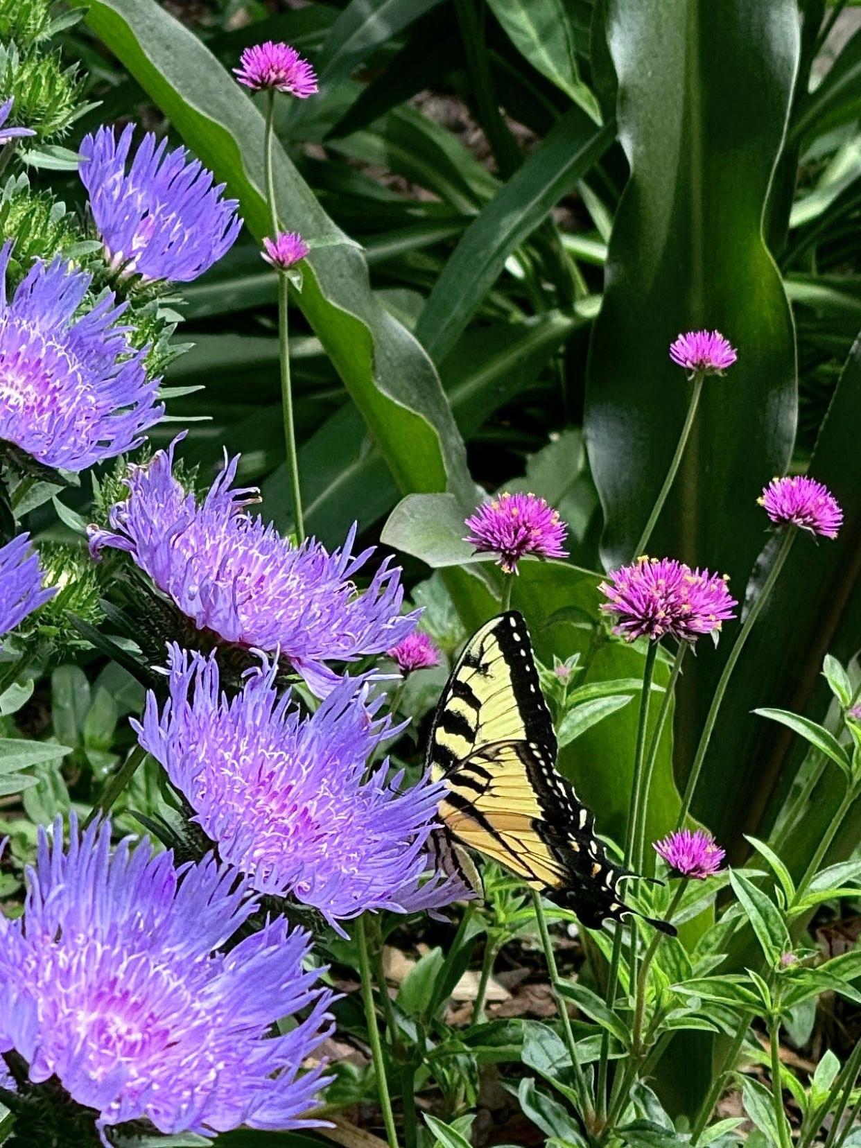 An Eastern Tiger Swallowtail feeds on the Totally Stoked Riptide, a new Stokes aster making its debut in 2025. Nearby is Truffula Pink gomphrena, also a butterfly champ.