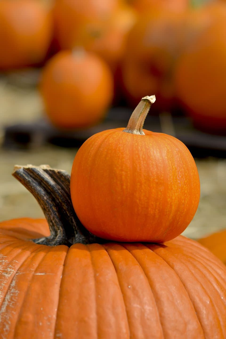 Question: What are the top-producing pumpkin states in the U.S.?