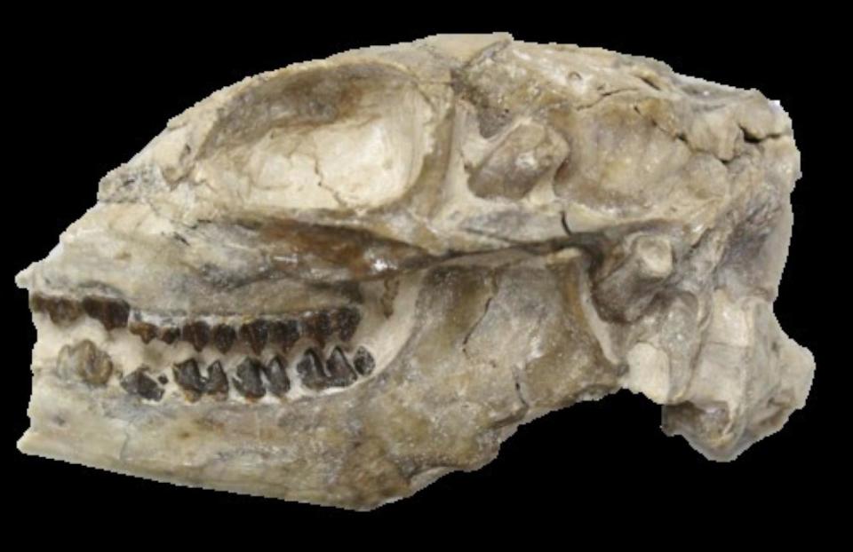 PHOTO: A high definition photo of the Santuccimeryx skull discovered at Badlands National Park in 2016. (National Park Service)