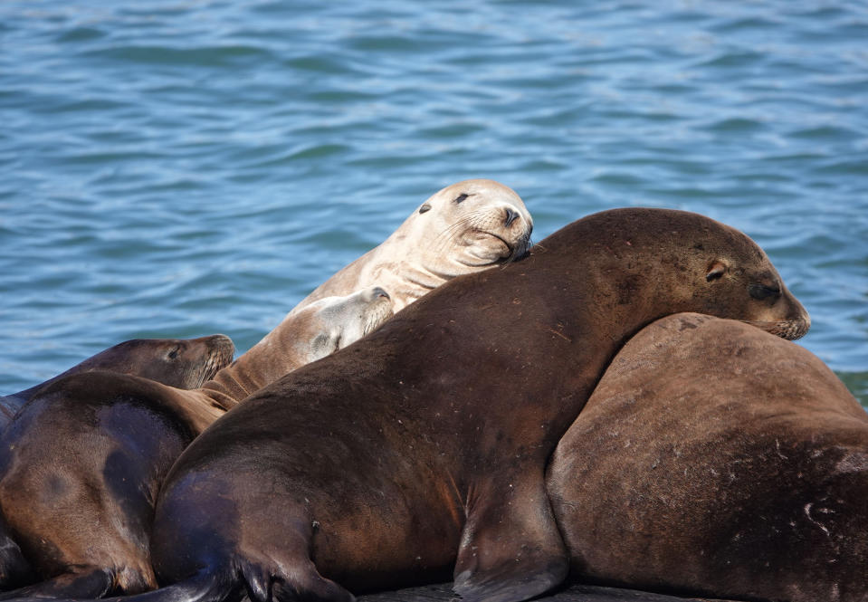 每年7月底至隔年5月，大量海獅聚集在舊金山漁人碼頭曬太陽發懶的景象，總是吸引許多遊客圍觀。（資料照／Wu Xiaoling／Xinhua／Getty Images）