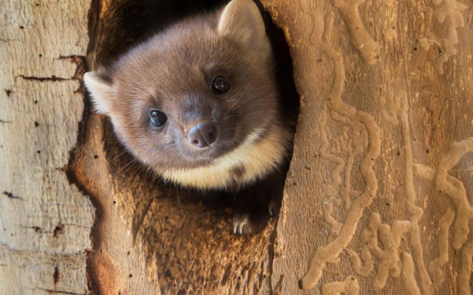 Forestry England is confident that the population of pine martens, though small, is breeding and growing steadily - Arterra/Universal Images Group Editorial