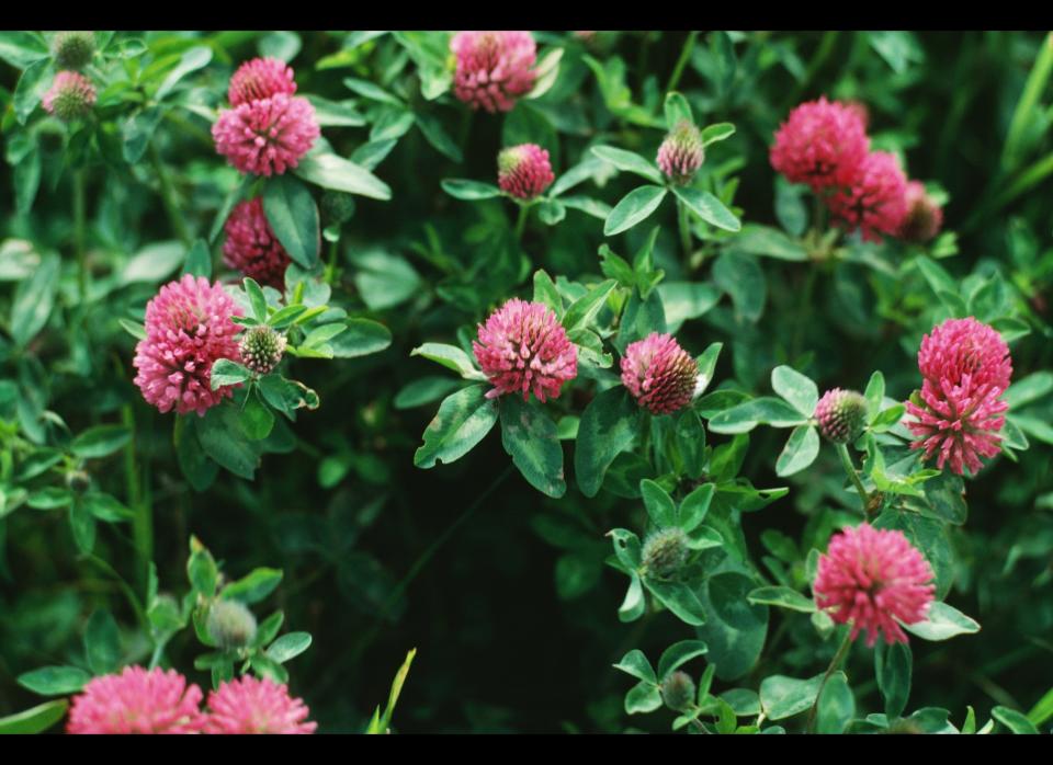 Red clover is often used to reduce vaginal dryness and decrease hot flashes. The effectiveness of red clover is thought to be due to a plant-chemical, isoflavones, which has an estrogen-like effect in the body. However, according to <a href="http://body.aol.com/menopause/learn-about-it/treating-menopausal-symptoms/herbal-products" target="_hplink">Harvard Medical School</a>, research results have been disappointing. Two studies published in the journal 'Menopause' found that women fared no better with red clover than a placebo for both hot flashes and vaginal dryness. Learn more about red clover <a href="http://body.aol.com/menopause/learn-about-it/treating-menopausal-symptoms/herbal-products" target="_hplink">here</a>. 