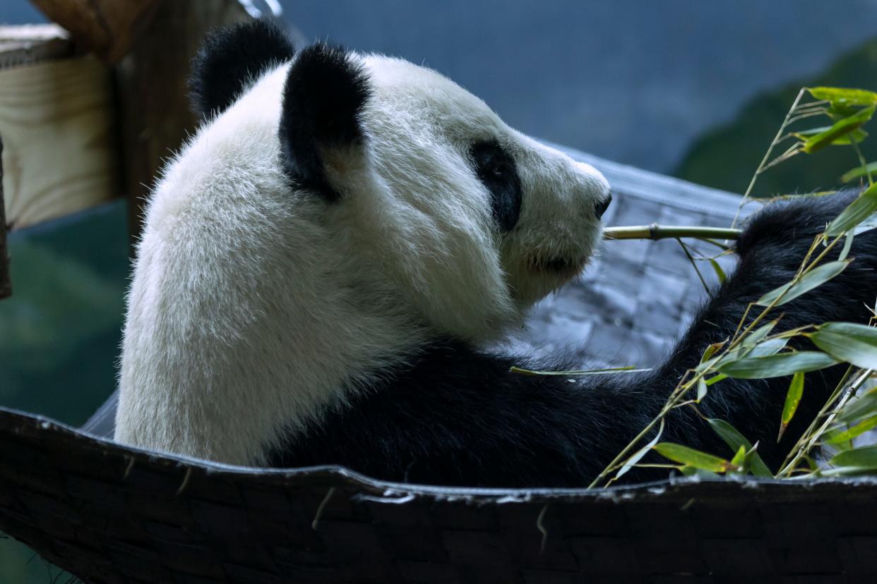 Lun Lun is one of four pandas on loan to Zoo Atlanta from China. But the pandas likely will be recalled next year as relations between China and the U.S. have soured in recent years.