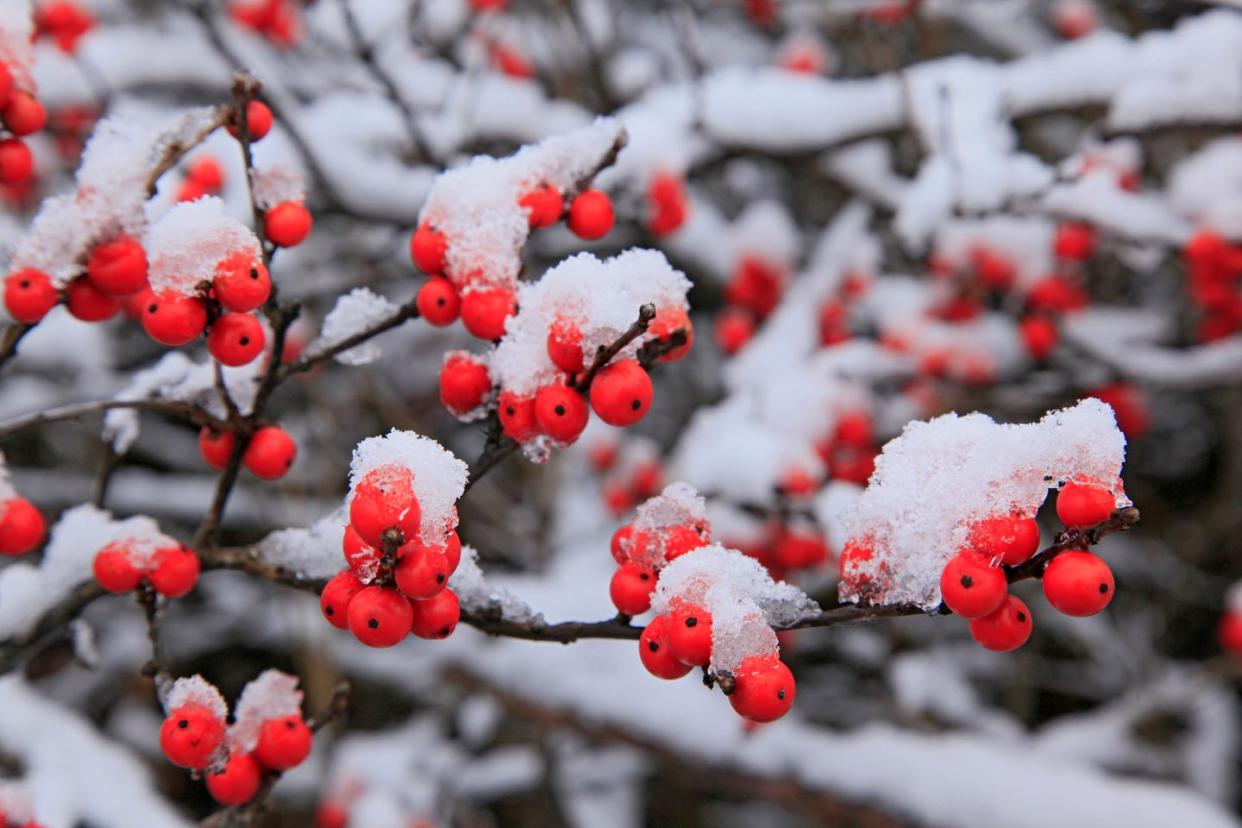 winter flowers winterberry