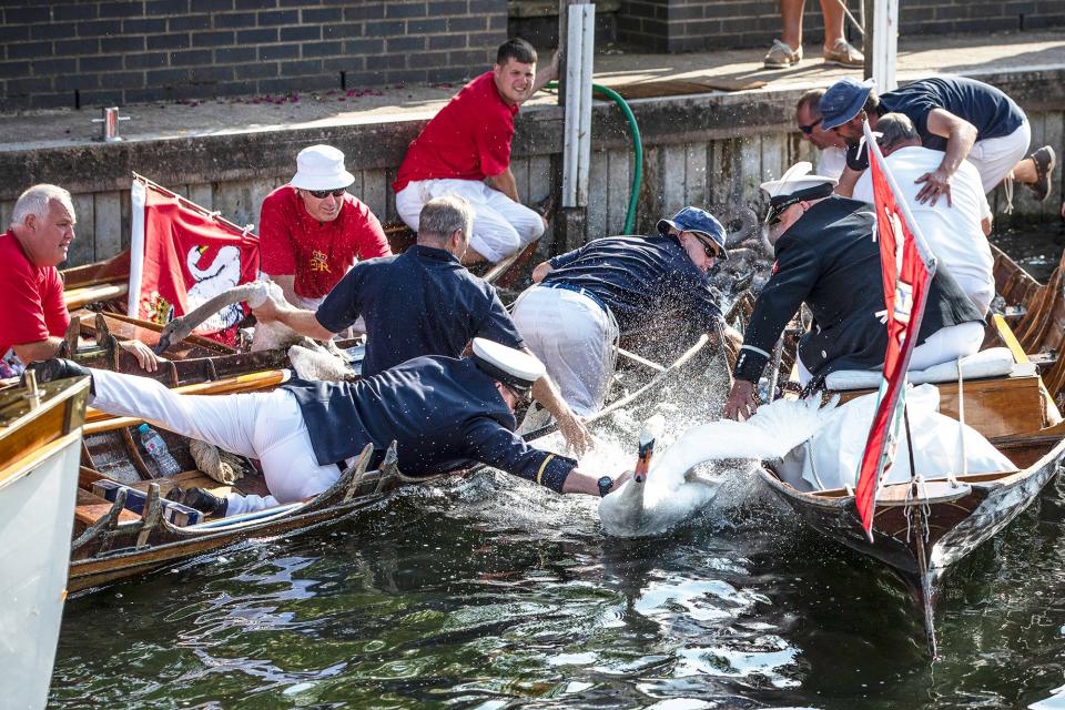 Swan Upping Begins On The River Thames