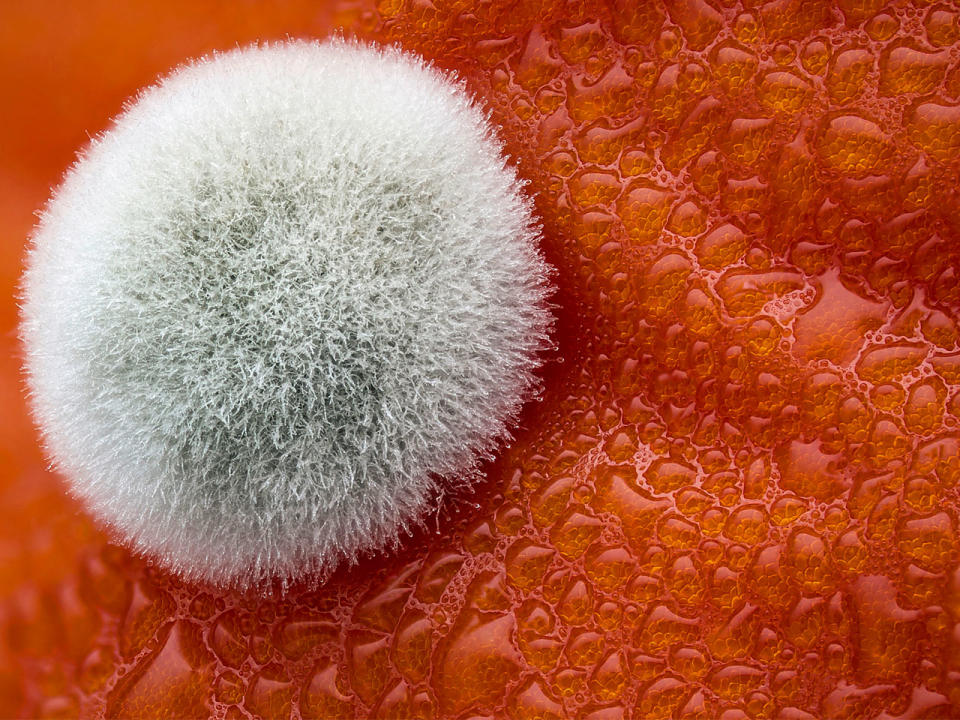 Modernes Kunstwerk oder lebendes Objekt? Hier hat der Künstler per Focus Stacking Schimmel auf einer Tomate in Szene gesetzt. (Bild-Copyright: Caters News Agency)