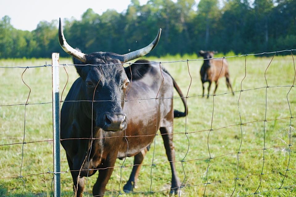Derrick and Paige Jackson own the 73-acre, direct-to-consumer model Grass Grazed Farm in Durham, N.C.