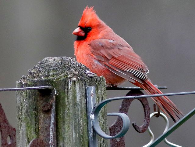 Baltimore Orioles on X: Birds of a feather Good luck on Sunday