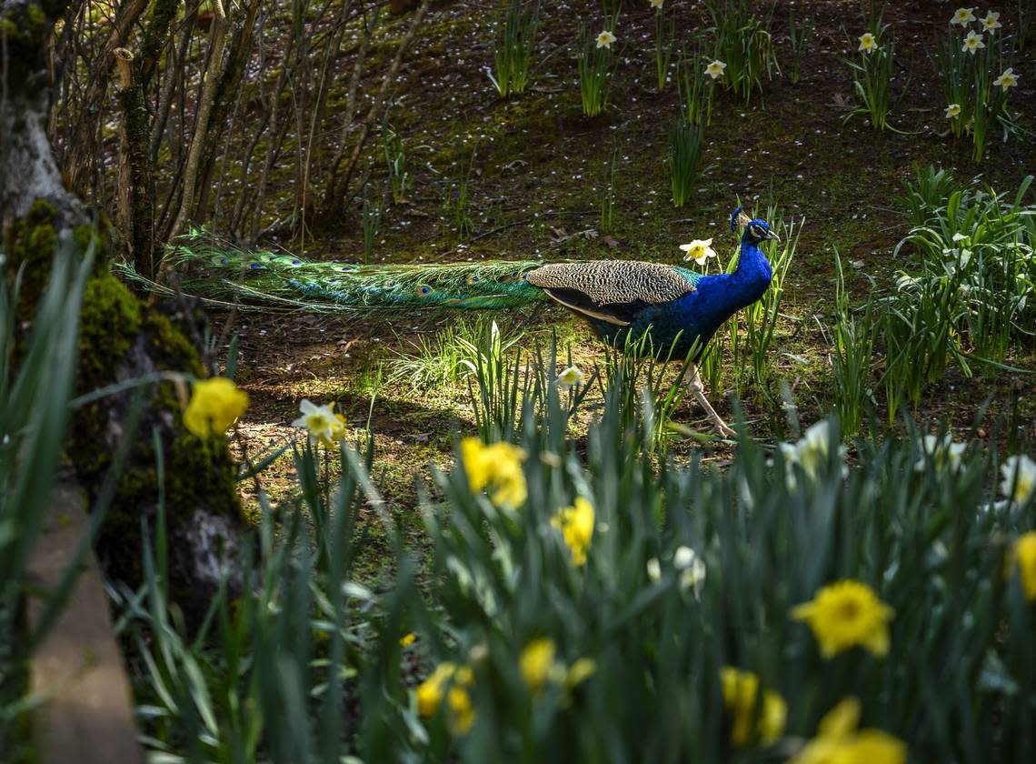 A peacock makes his way through daffodils in Daffodil Hill in Friday, March 29, 2019.