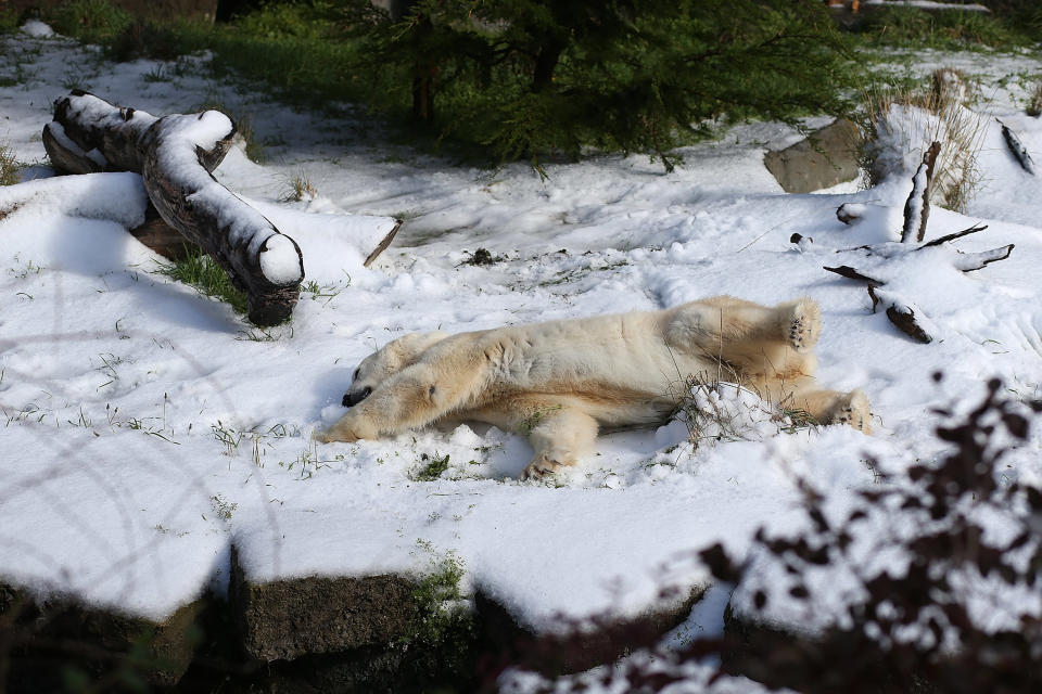 SAN FRANCISCO, CA - NOVEMBER 15: Pike, a 30 year old Polar Bear rolls in man made snow at the San Francisco Zoo on November 15, 2012 in San Francisco, California. Two San Francisco Zoo Polar Bears, Pike (30) and Ulu (32)celebrated their birthdays with 10 tons of man made snow and special treats. (Photo by Justin Sullivan/Getty Images)