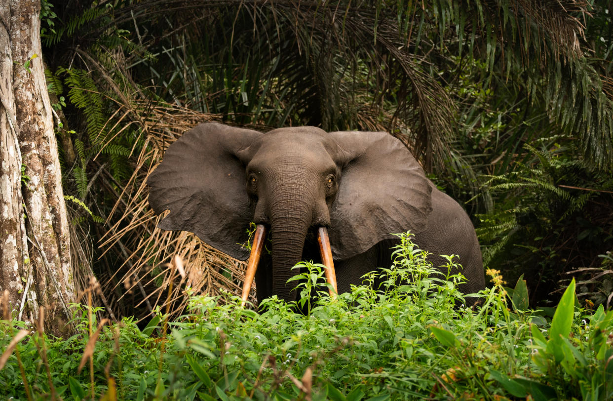 Photo taken in Libreville, Gabon