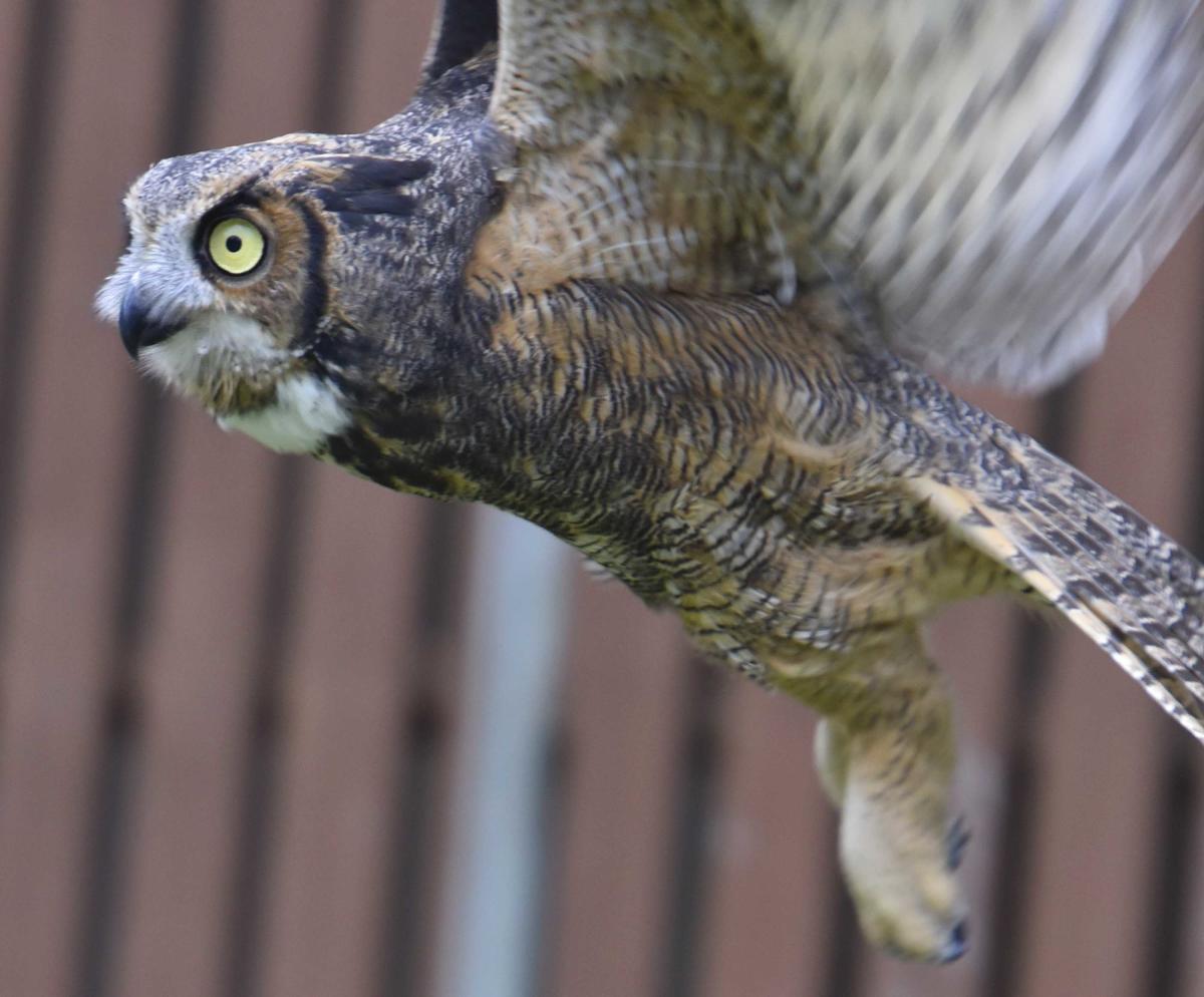 dusky horned owl lewis and clark