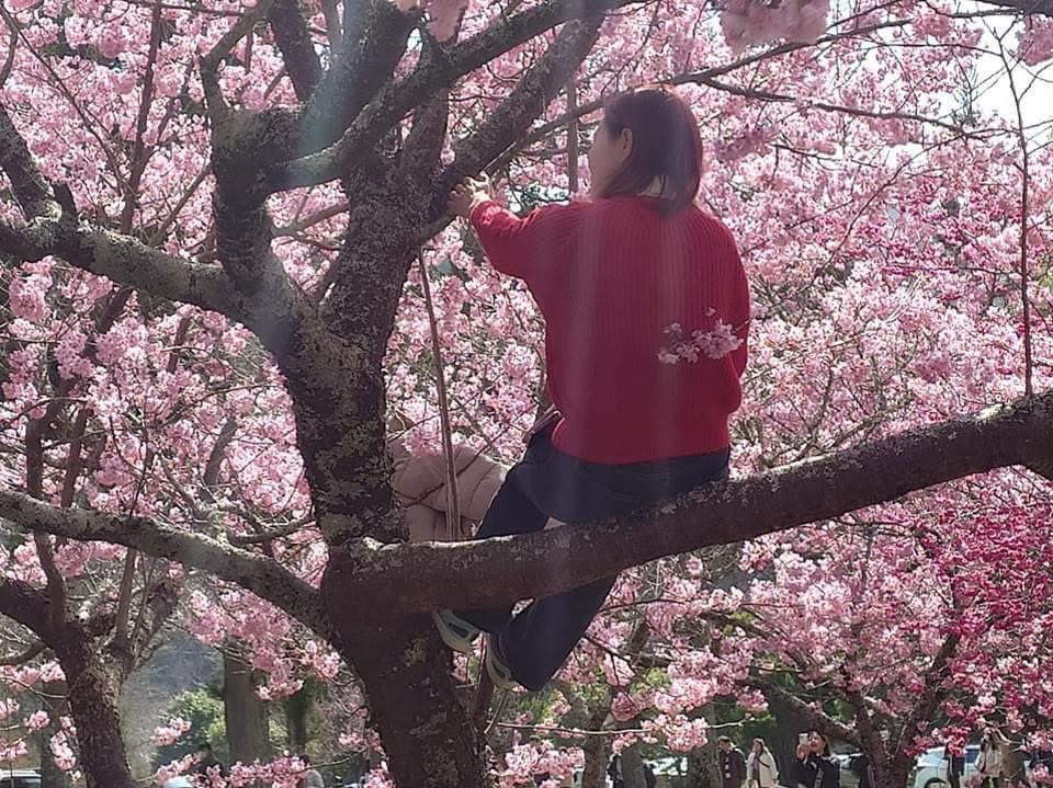 武陵農場櫻花盛開，居然有遊客爬上做樹幹上拍照。取自武陵農場臉書