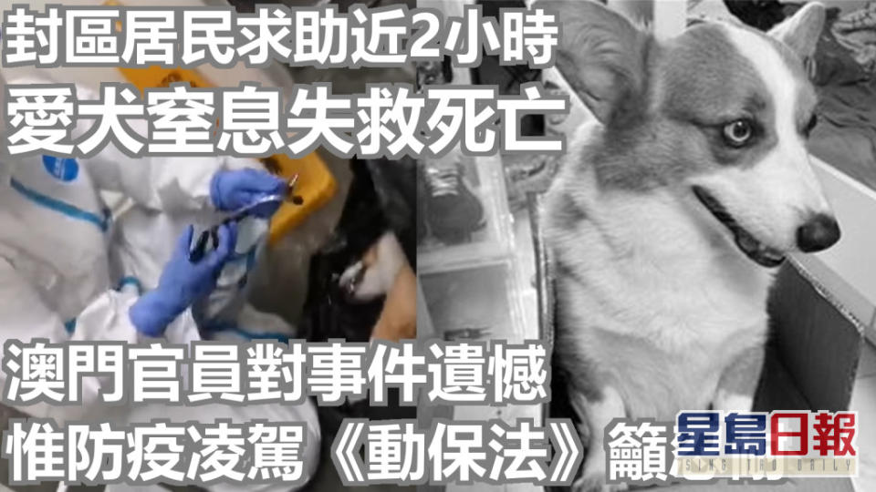 澳門有居民家中愛犬進食時哽噎窒息死亡。網上圖片