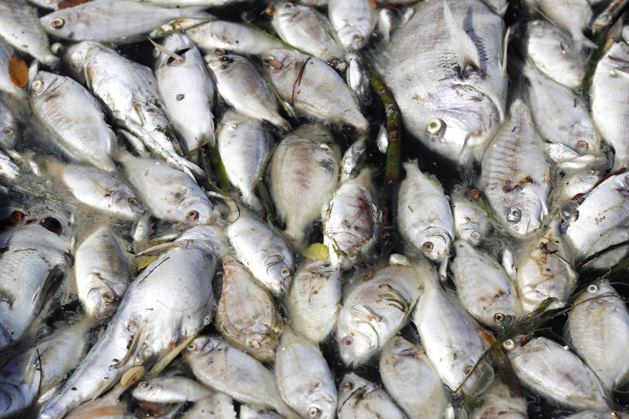 Thousands of dead fish 