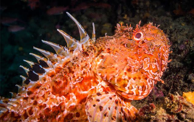 Stonefish are one of the most venomous fish species with a series of sharp barbs across their back. Source: Getty