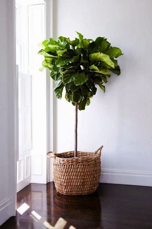 Fiddle Leaf Fig Tree