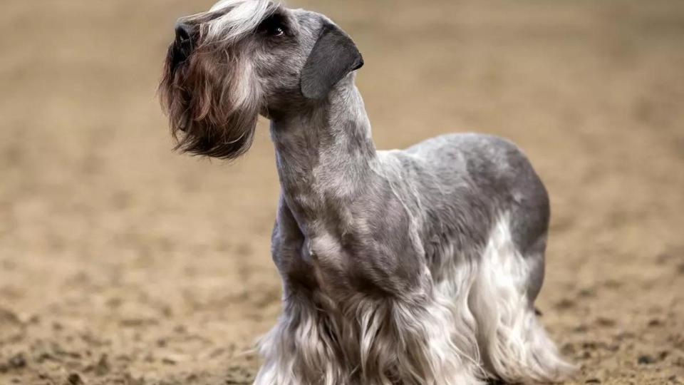 Cesky Terrier in mud