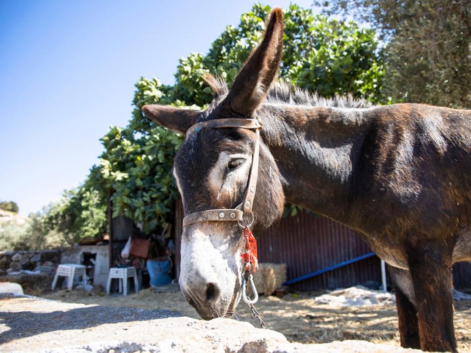 A donkey stands on the roadside on a sunny day in the city of Lindos on the island of Rhodes, Greece on June 27, 2021.