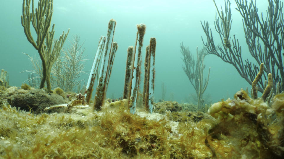 This July 26, 2023 image provided by phade® by WinCup, Inc., shows a "Coral Fort," made of biodegradable drinking straws that researchers are using to prevent laboratory-grown coral from becoming really expensive fish food, off the coast of Fort Lauderdale, Fla. Scientists around the world have been working for years to address the decline of coral reef populations. Last summer, reef rescue groups in South Florida and the Florida Keys were trying to save coral from rising ocean temperatures. (Chris Gug/phade® by WinCup, Inc. via AP)