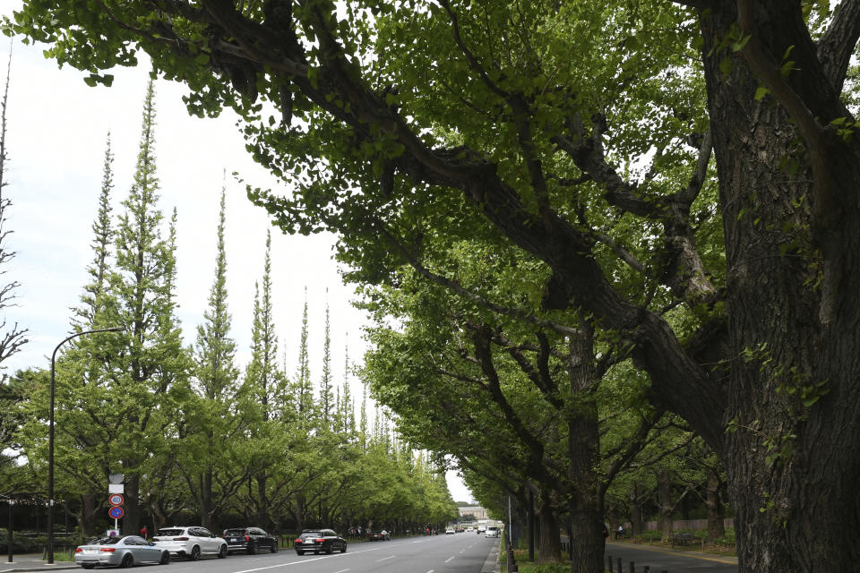 FILE - The Jingu Gaien park area is seen in central Tokyo, Sunday, Aug. 27, 2023. Tokyo's Jingu Gaien park area has been placed on a “Heritage Alert” list by a conservancy that assesses international monuments and historic sites. The body says the planned redevelopment will lead to “irreversible destruction of cultural heritage" with thousands of trees being felled. (AP Photo/Norihiro Haruta, File)