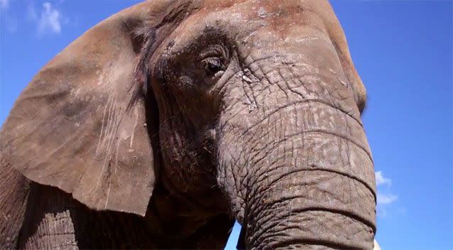 Cuddles was described as 'a real attention seeker and people pleaser. Pictures: Taronga Western Plains Zoo