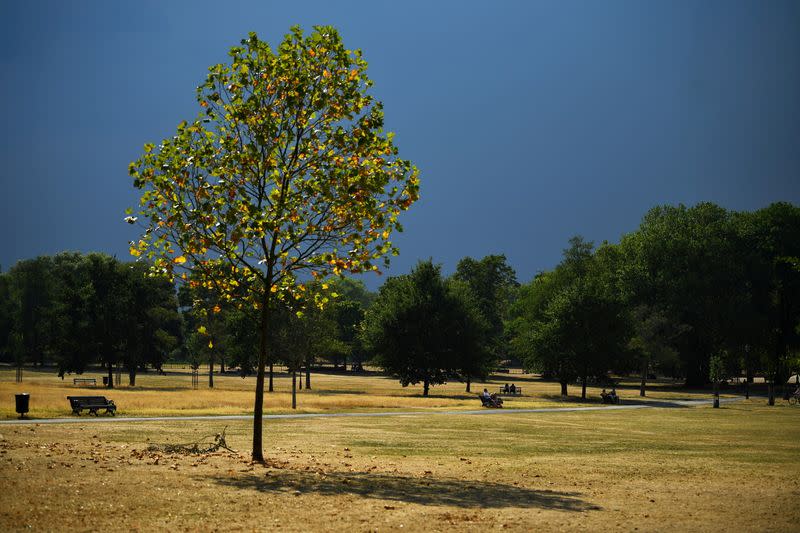 FILE PHOTO: A tree is seen in a sun-dried and parched Clapham Common, during hot weather in London