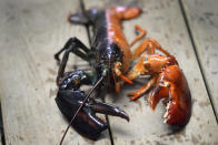 A two-toned lobster is seen in a marine sciences lab at the University of New England, Thursday, Sept. 5, 2024, in Biddeford, Maine. The rare color scheme is the result of two eggs fusing together to create a one-in-50 million lobster.(AP Photo/Robert F. Bukaty)