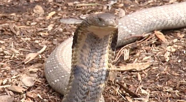 Raja has already helped produce more king cobras via the park's breeding program: Source: The Australian Reptile Park