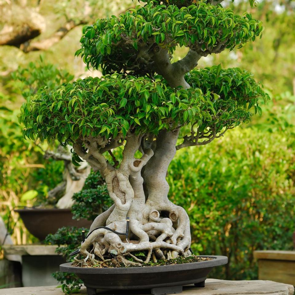 Tree, Houseplant, Bonsai, Plant, Flowerpot, Sageretia theezans, Woody plant, Botany, Trunk, Branch, 