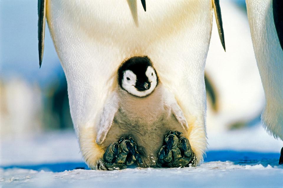 Baby Emperor Penguin sitting on its parents feet.